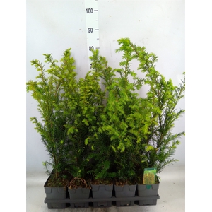 Taxus media 'Groenland'