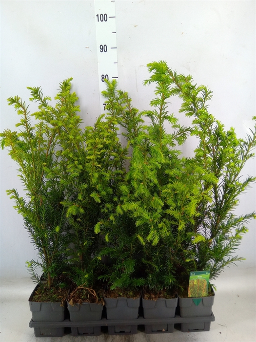 <h4>Taxus media 'Groenland'</h4>