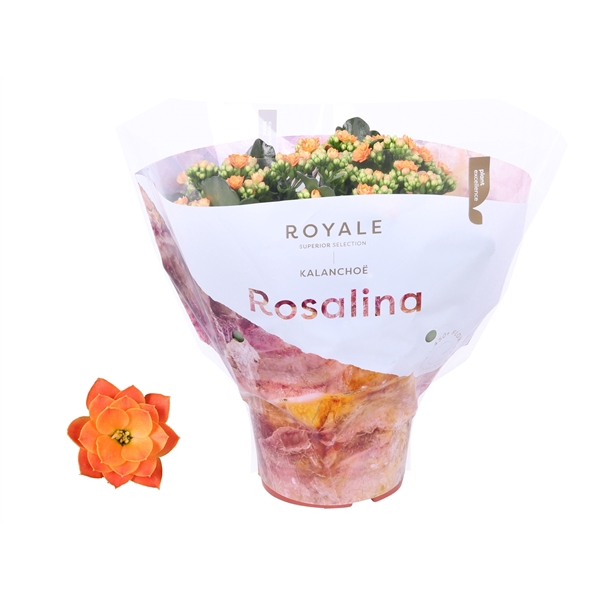 <h4>Kalanchoe Rosalina 15cm Royale Pedro oranje</h4>