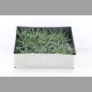 arr3 CP - Till. - Ionantha groen x20