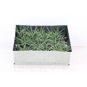 arr3 CP - Till. - Ionantha groen x20