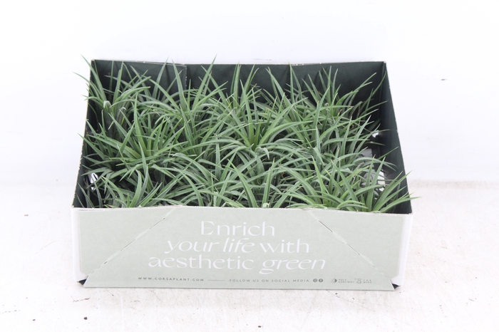 <h4>arr3 CP - Till. - Ionantha groen x20</h4>