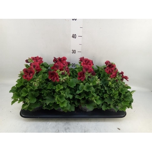 Pelargonium gran.   ..