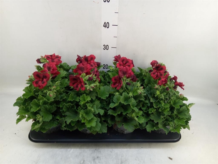 <h4>Pelargonium gran.   ..</h4>