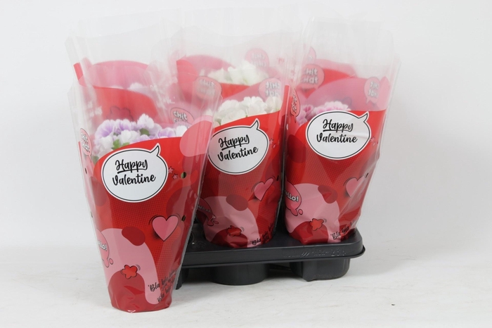 <h4>PRIM OB TM GEM</h4>