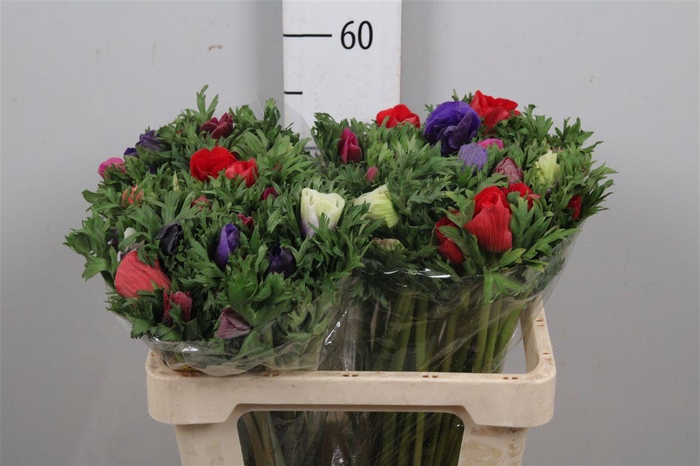 <h4>Anem Gem Bs</h4>