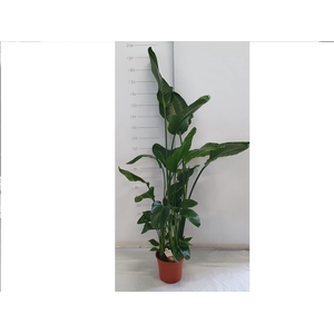 STRELITZIA NICOLAI