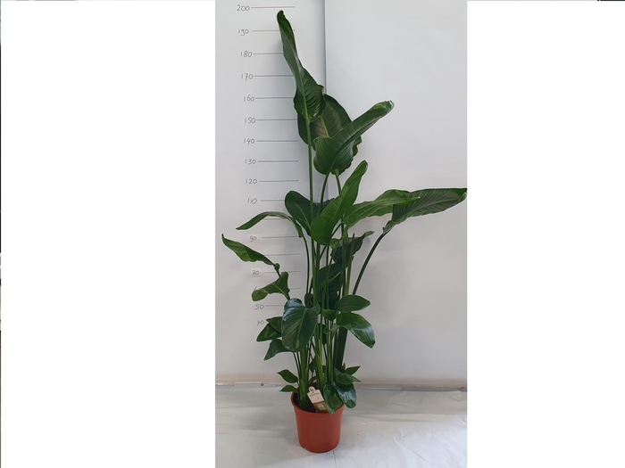 <h4>STRELITZIA NICOLAI</h4>