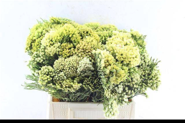 <h4>BRUN PALEACEA</h4>