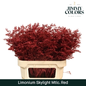 Limonium Skylight L70 Mtlc. Rood