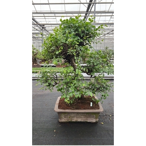 Zelkova parvifolia, pot 46 cm., height 90cm (single item)