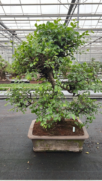 <h4>Zelkova parvifolia, pot 46 cm., height 90cm (single item)</h4>