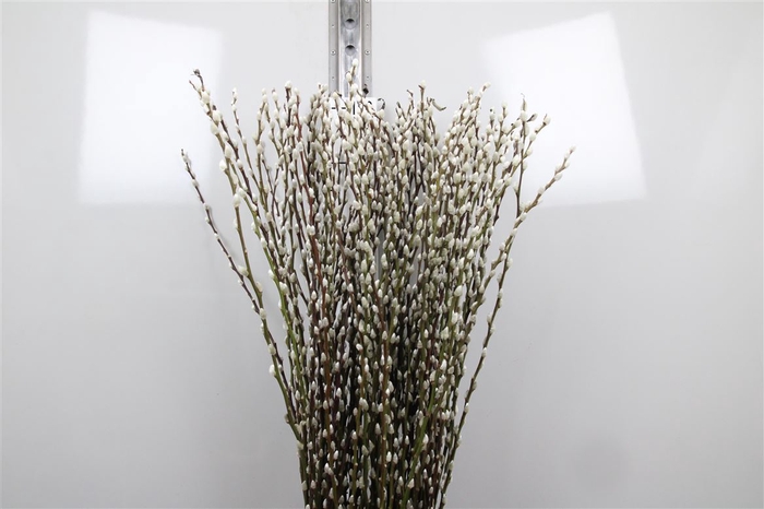 <h4>Salix Ca Snow Flake</h4>