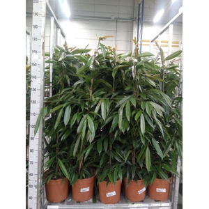 Ficus binn. 'Amstel King'