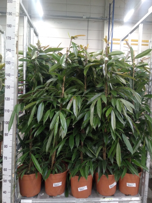 <h4>Ficus binn. 'Amstel King'</h4>