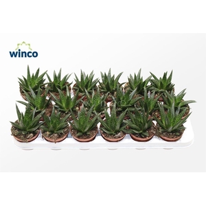 Aloe Flow