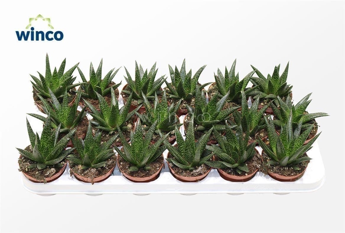 <h4>Aloe Flow</h4>