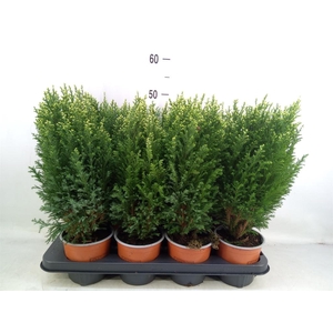 Chamaecyparis laws. 'Snow White'