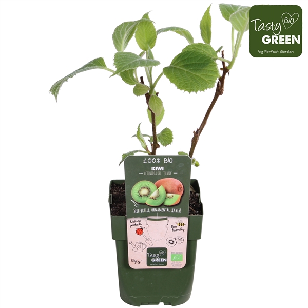 <h4>Actinidia deliciosa 'Jenny' Bio P13</h4>