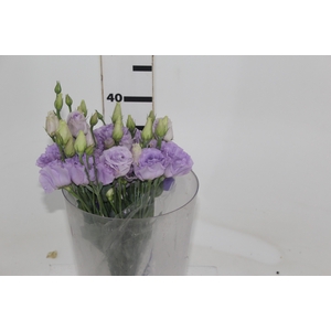 LISIANTHUS CROMA IV LAVANDER