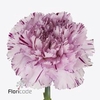 Dianthus st yukari scuro