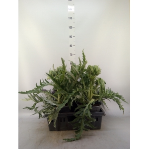 Cynara scolymus