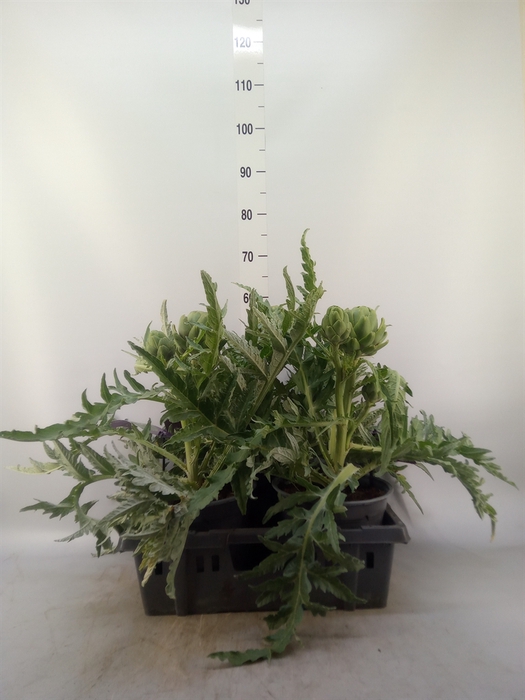 <h4>Cynara scolymus</h4>