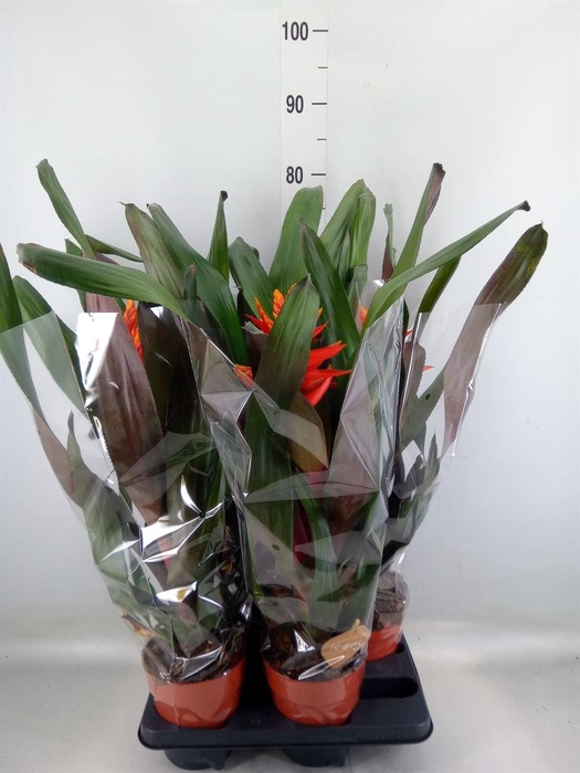 <h4>Aechmea   ...</h4>