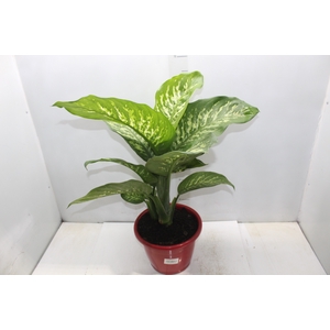 DIEFFENBACHIA TROPIC SNOW P24