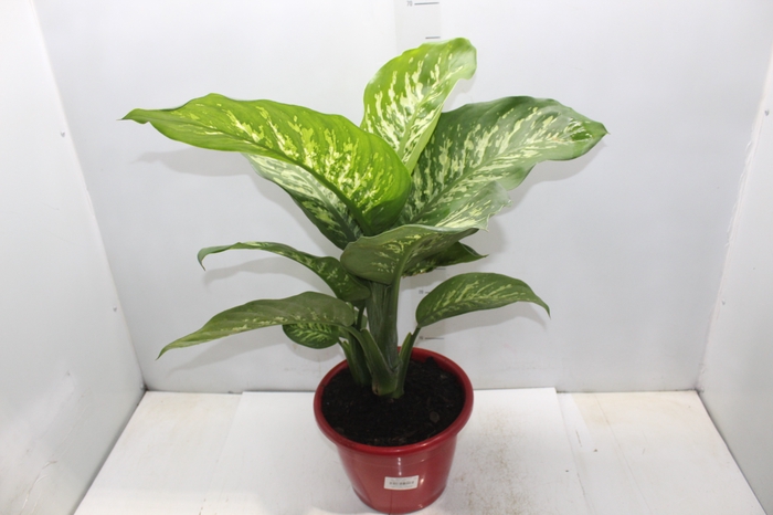 <h4>DIEFFENBACHIA TROPIC SNOW P24</h4>