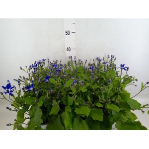 Pericallis cr. 'Senetti Blue Deep'