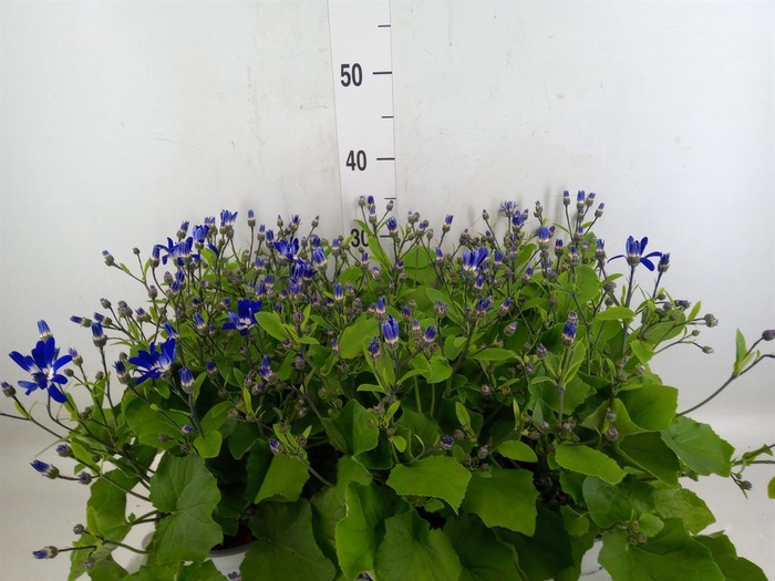 <h4>Pericallis cr. 'Senetti Blue Deep'</h4>