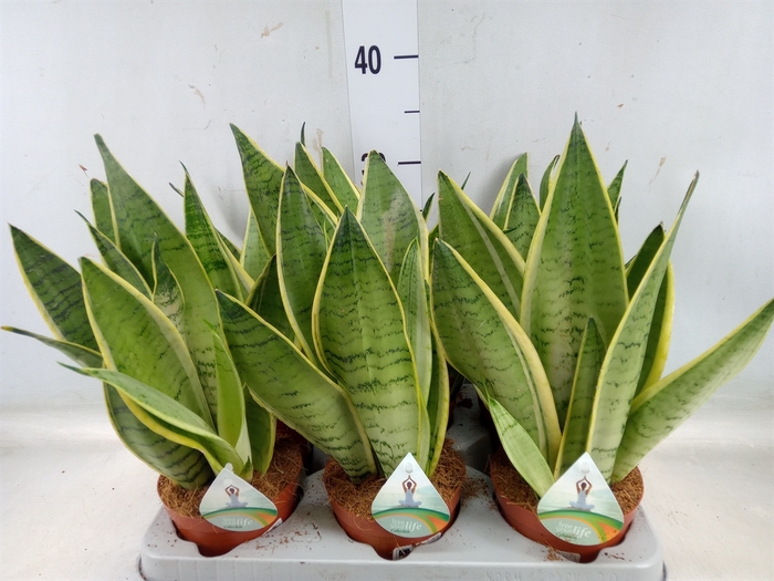 <h4>Sansevieria trifa.   ...</h4>