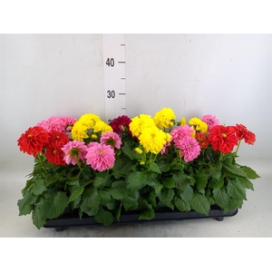 Dahlia   ...mix