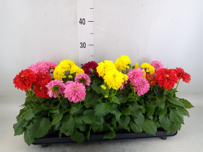 <h4>Dahlia   ...mix</h4>