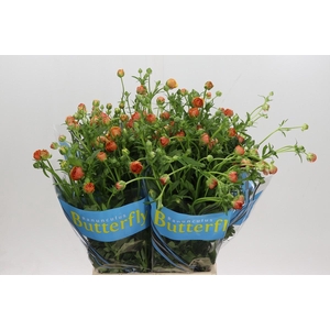 Ranunculus Butterfly Vestalis