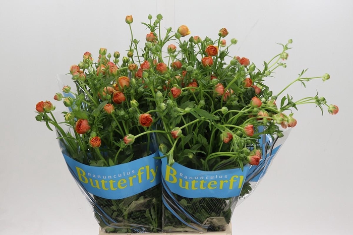 Ranunculus Butterfly Vestalis