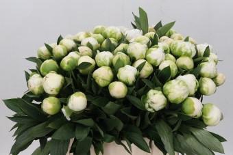 <h4>Paeonia Madame Claude Tain</h4>