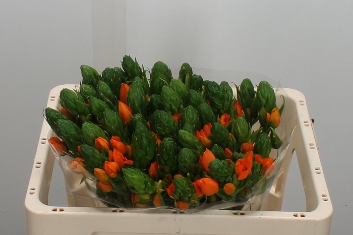 <h4>Ornit Db Orange Fire</h4>