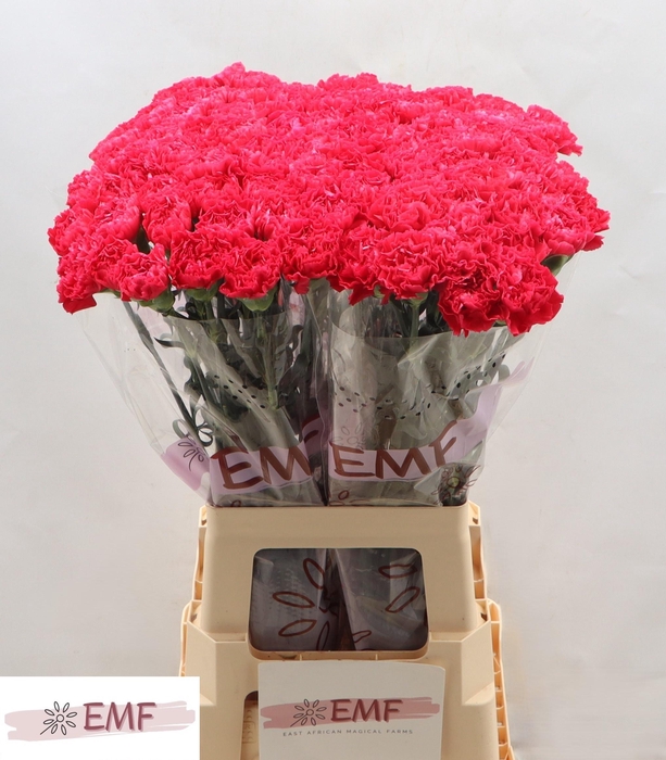 <h4>DI ST CERVANTES</h4>