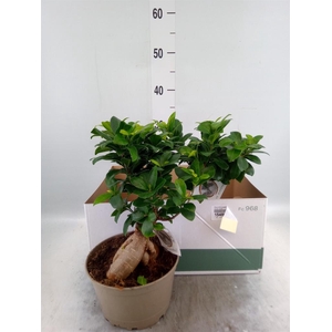 Ficus microcarpa 'Ginseng'