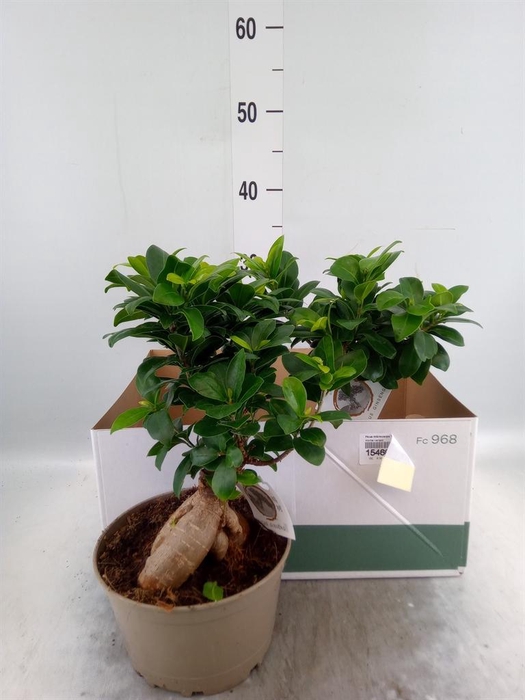 <h4>Ficus microcarpa 'Ginseng'</h4>