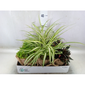 Arr.   Kamerplant Groen L%