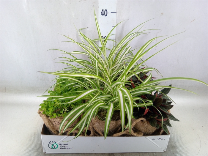 <h4>Arr.   Kamerplant Groen L%</h4>