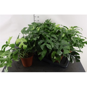 Monstera 15 Cm. P. Rhaphidophora