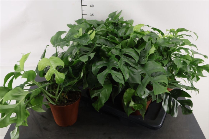 <h4>Monstera 15 Cm. P. Rhaphidophora</h4>
