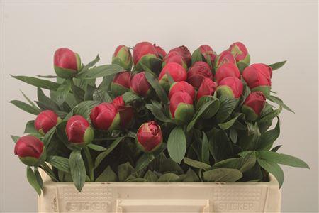 <h4>Paeo L Belgravia</h4>