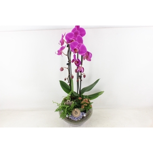 arr2 PL - Glas Olay phal lila