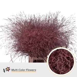 Panicum Rose Metallic