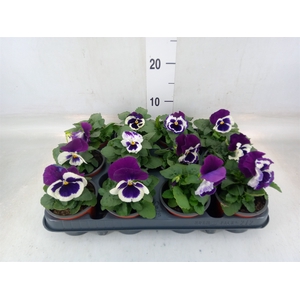 Viola wr. 'Alpha Purple White'